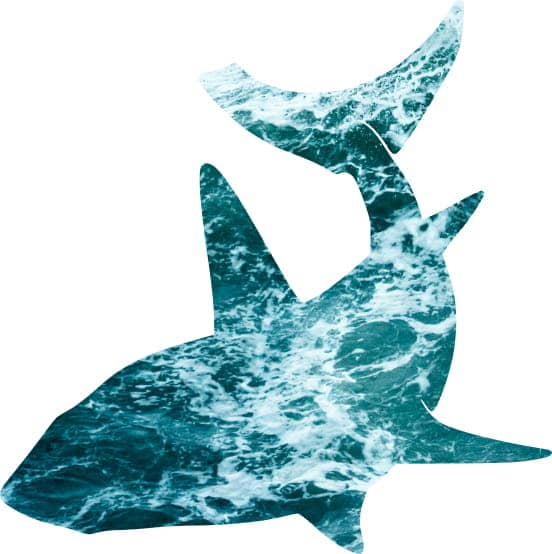 product-shark